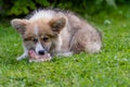 Welsh Corgi puppy lying in a green grass near a bush and gnawing a bone image Royalty Free Stock Photo