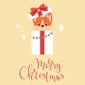 Welsh corgi puppy peering out of Christmas gift box. Royalty Free Stock Photo