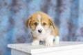 Welsh Corgi puppy sitting on chair. looking at camera. on blue background Royalty Free Stock Photo