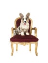 Welsh corgi puppy sitting on a red and gold baroque chair Royalty Free Stock Photo