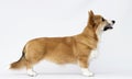 welsh corgi puppy stands sideways