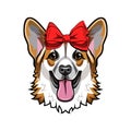 Welsh corgi. Red bow. Smiling dog. Corgi cute portrait. Vector. Royalty Free Stock Photo