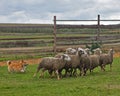 Welsh Corgi sheepherding group of sheep
