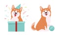 Welsh Corgi with Short Legs and Brown Coat Sitting with Ball and Looking Out of Gift Box Vector Set