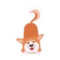 Welsh Corgi with Short Legs and Brown Coat Wagging the Tail Vector Illustration