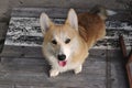 Welsh Corgi sitting on a gray wooden background-top view