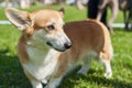 Welsh Corgi is a small dog with short paws close-up Royalty Free Stock Photo