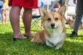 Welsh Corgi is a small dog with short paws close-up Royalty Free Stock Photo