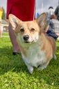 Welsh Corgi is a small dog with short paws close-up Royalty Free Stock Photo