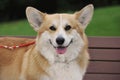 Welsh corgi smile with red