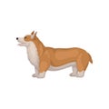 Welsh corgi standing in pose, side view. Cute dog with short legs and red coat. Home pet. Flat vector icon Royalty Free Stock Photo