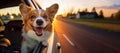 Welsh Corgi on tour. Dog enjoys the wind and the journey