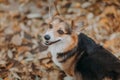 Nice Welsh Corgi tricolour dog close-up portrait in front of autumn leaves background