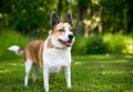 A Welsh Corgi x Terrier mixed breed dog standing outdoors Royalty Free Stock Photo