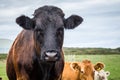 Welsh cow close-up Royalty Free Stock Photo