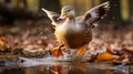 Duck Jumping In Water: Stunning Fall Backgrounds And Colors