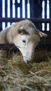 Welsh flock of Ewe Sheep and lambs feeding on hay inside a barn shed in Wales, March 2023 Royalty Free Stock Photo