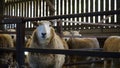 Welsh flock of Ewe Sheep and lambs feeding on hay inside a barn shed in Wales, March 2023 Royalty Free Stock Photo