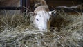 Welsh flock of Ewe Sheep and lambs feeding on hay inside a barn shed in Wales, March 2023 Royalty Free Stock Photo