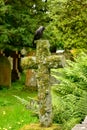Western jackdaw an old cemetery sitting on the cross Royalty Free Stock Photo