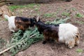 Welsh goat with large and sharp horns, a zoo with unusual animals, herbivores. Two funny goats poke each other with their horns Royalty Free Stock Photo