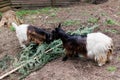 Welsh goat with large and sharp horns, a zoo with unusual animals, herbivores. Two funny goats poke each other with their horns Royalty Free Stock Photo