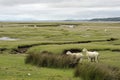 Dwyryd Estuary sheep in Wales Royalty Free Stock Photo