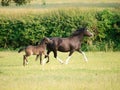 Welsh Mare and Foal Royalty Free Stock Photo