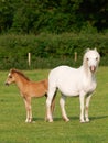 Welsh Mare and Foal Royalty Free Stock Photo