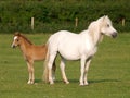 Welsh Mare and Foal Royalty Free Stock Photo