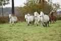 Welsh mountain ponnies running in autumn Royalty Free Stock Photo