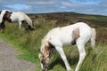 Welsh mountain pony and foal