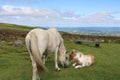 Welsh mountain pony and foal