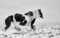 Welsh Mountain Pony going wild in the snow of the Brecon Beacons Royalty Free Stock Photo