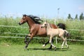 Welsh mountain pony mare with foal running Royalty Free Stock Photo