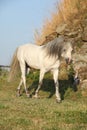 Welsh mountain pony running Royalty Free Stock Photo