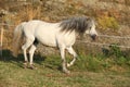 Welsh mountain pony running Royalty Free Stock Photo