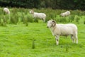 Welsh Mountain Sheep Royalty Free Stock Photo