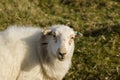 Welsh Mountain Sheep