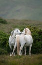 Welsh Moutain Ponies