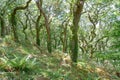 Welsh oak woodland Royalty Free Stock Photo