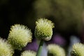 Welsh onion, also commonly called bunching onion in Spring Royalty Free Stock Photo