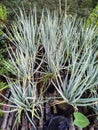 Welsh Onion (Allium Fistulosum) - Vegetable Plant