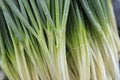 Welsh Onion in the field , Liliaceae Royalty Free Stock Photo