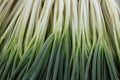 Welsh Onion in the field , Liliaceae Royalty Free Stock Photo