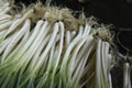 Welsh Onion in the field , Liliaceae Royalty Free Stock Photo