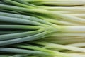 Welsh Onion in the field , Liliaceae Royalty Free Stock Photo