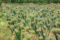 Welsh Onion Seed Royalty Free Stock Photo
