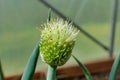 Welsh Onion Seed Head Royalty Free Stock Photo