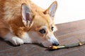 Welsh Pembroke Corgi playing wooden stick